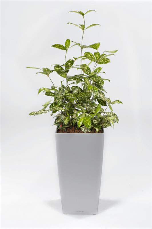 huonekasvit lohikäärmepuulaji Dracaena surculosa
