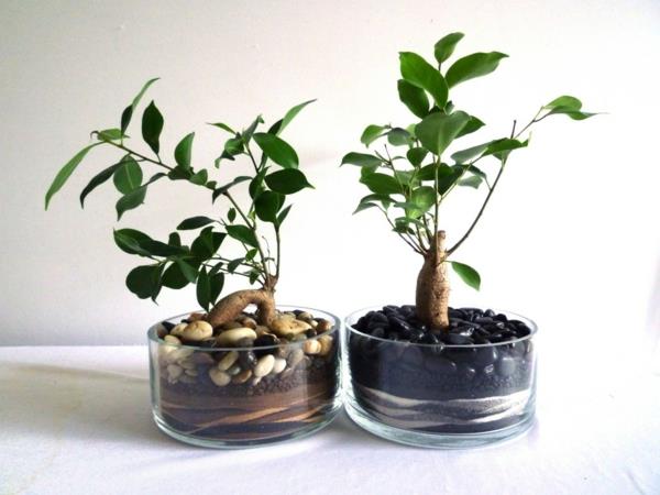 huonekasvit ficus -lasiastioiden sisustusideoita
