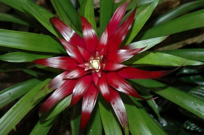 huonekasvit punaisen bromeliadin koristeluun