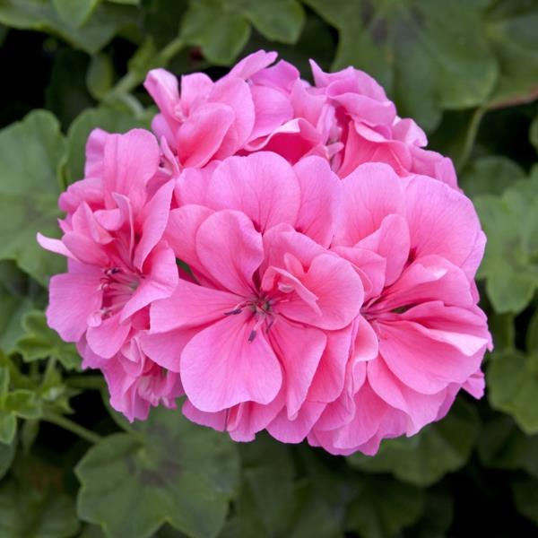 huonekasvit geranium pelargonium vaaleanpunaiset kukat