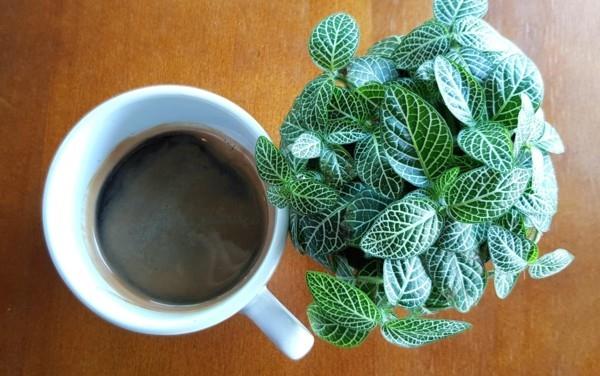 huonekasvit kahvinporot lannoitteena