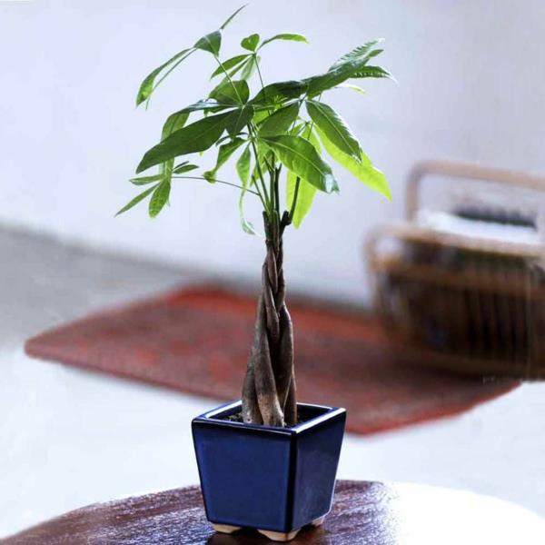 sisäkasvit pieni kasvi sininen kasvi ruukku pöytä