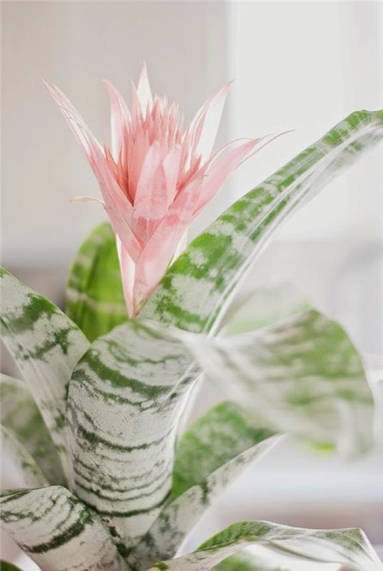 huonekasvit kauniilla bromelia -kukilla