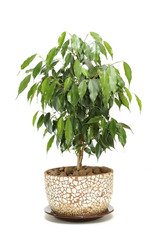 huonekasvit moderni ficus kasvi kaunis kukkaruukku