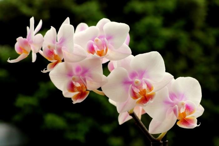 huonekasvit orkidea, jossa on paljon kukkia pehmeillä sävyillä