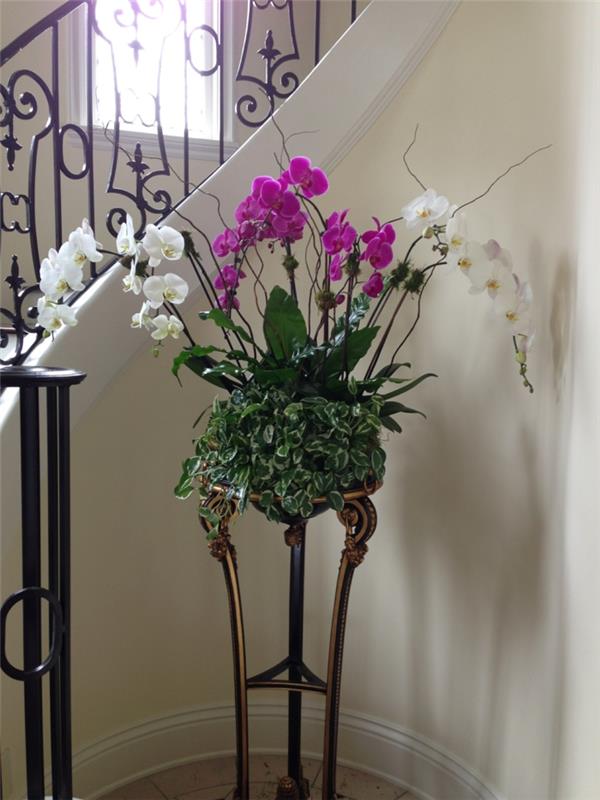 huonekasvit orkideat käytävällä