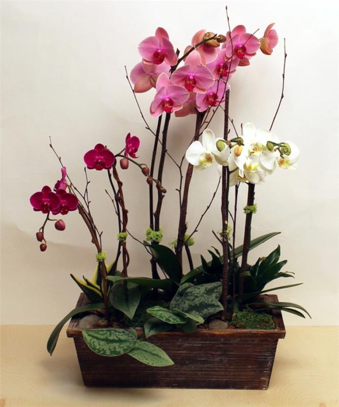 huonekasvit punaiset orkideat