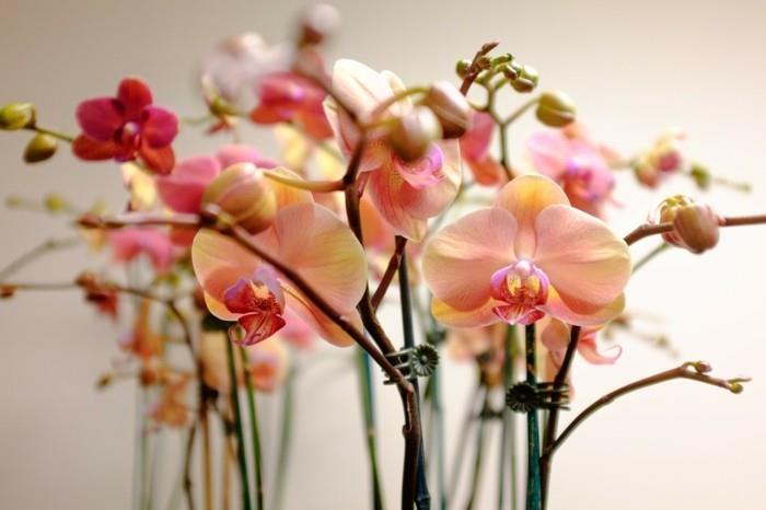 huonekasvit orkideat kauniissa oranssissa vivahteissa