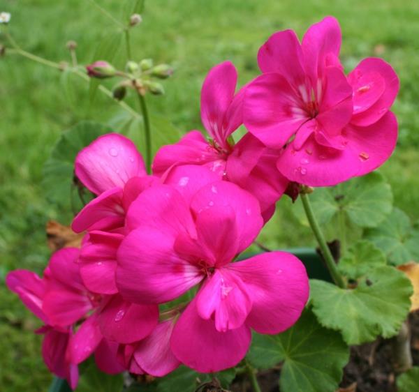 huonekasvit pelargonium zonale geranium purple