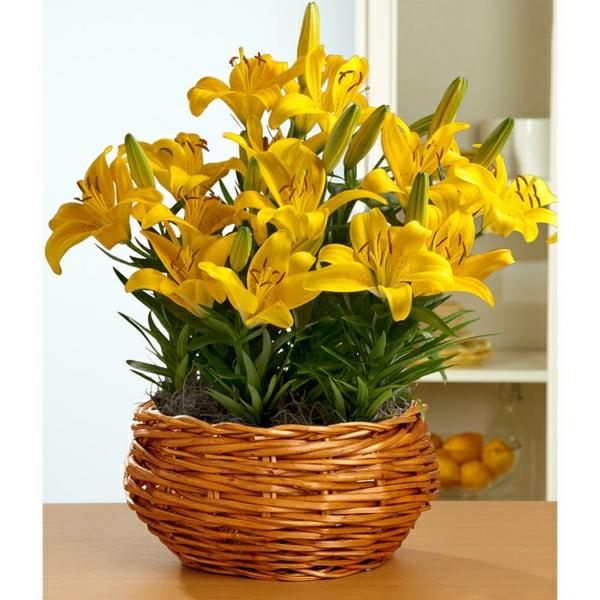 huonekasvit helppohoitoiset kukkivat kasvit keltaisia