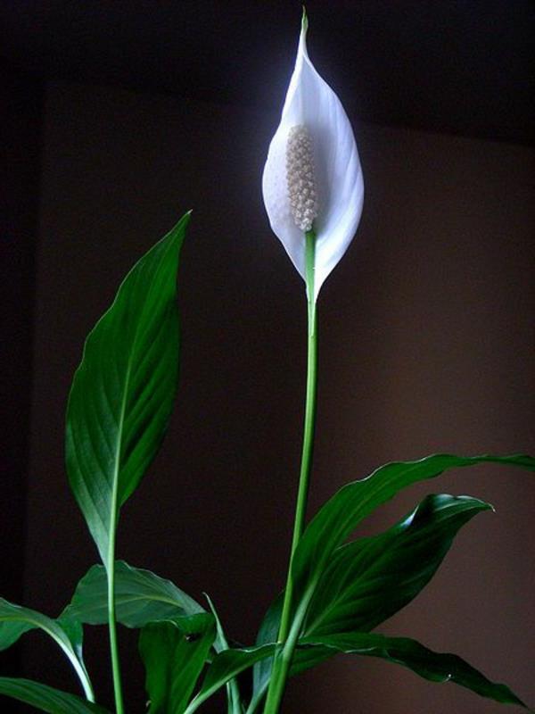 huonekasvit kauniita koristeideoita yksilehtinen kukka valkoinen