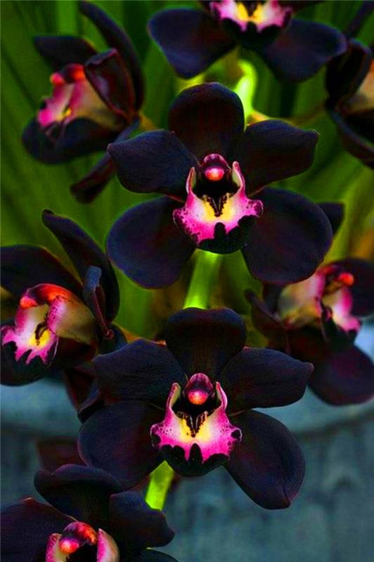 huonekasvit kaunis orkidea musta