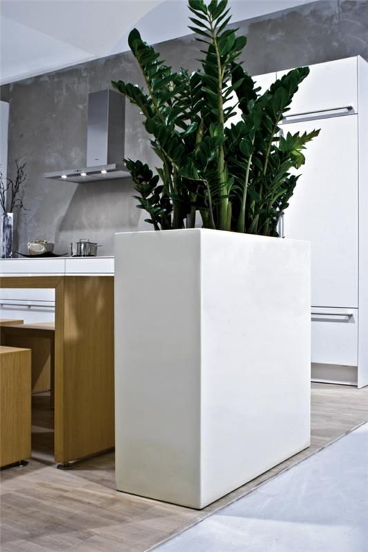 huonekasvit zamioculcas keittiö sisustus deco -ideoita