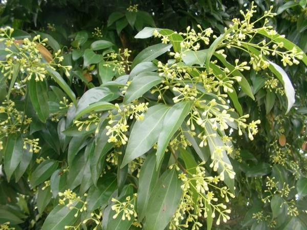 kaneli Cinnamomum cassia kokki ruokaa