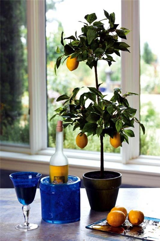 Sitruunapuun hoito koristekasveja