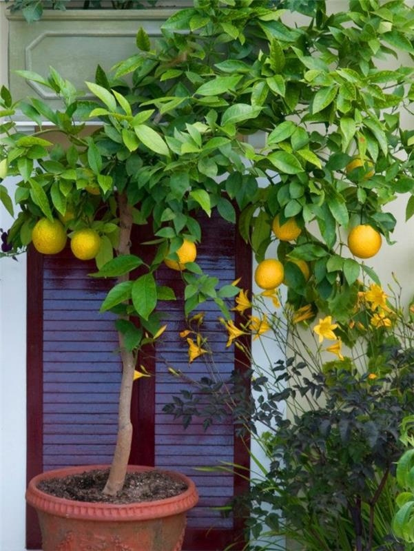 istuta sitruunapuun hoito -puutarhaideoita