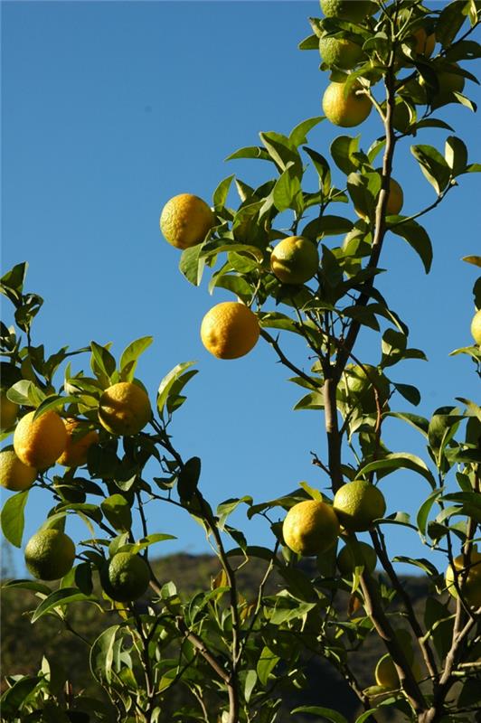 Sitruunapuun kasvatusvinkkejä puutarhan suunnitteluideoita
