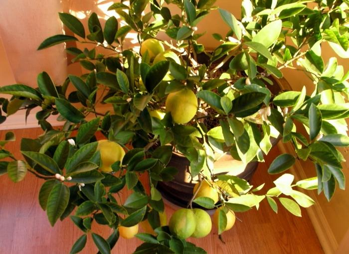 Vinkkejä sitruunapuun huonekasvin kasvattamiseen oikein