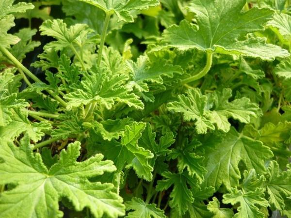sitruuna geranium lehtiä naisellisuus terveys