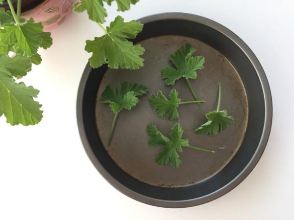 sitruuna geranium lehtiä naisellisuus