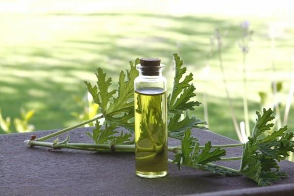 sitruuna geranium geranium sokeri eteeriset öljyt sitruuna geranium