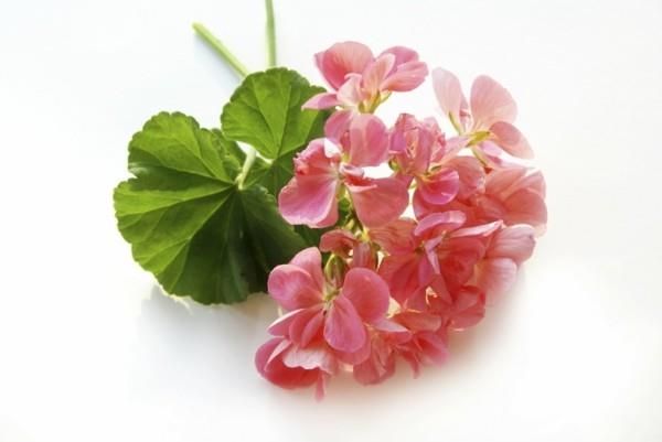 sitruuna geranium geranium sokeri ruusu geranium